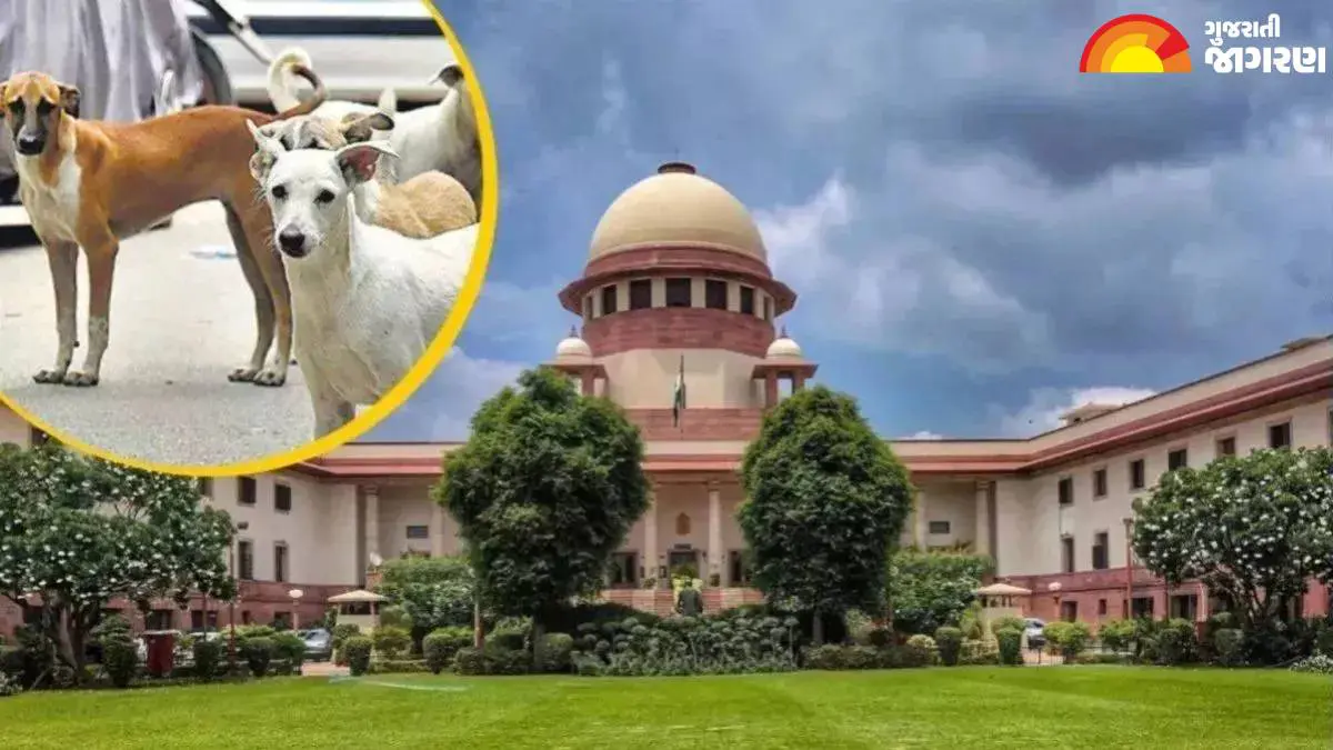 delhi-ncr-stray-dogs-verdict-sc-allows-release-after-sterilisation-bans-public-feeding-589784