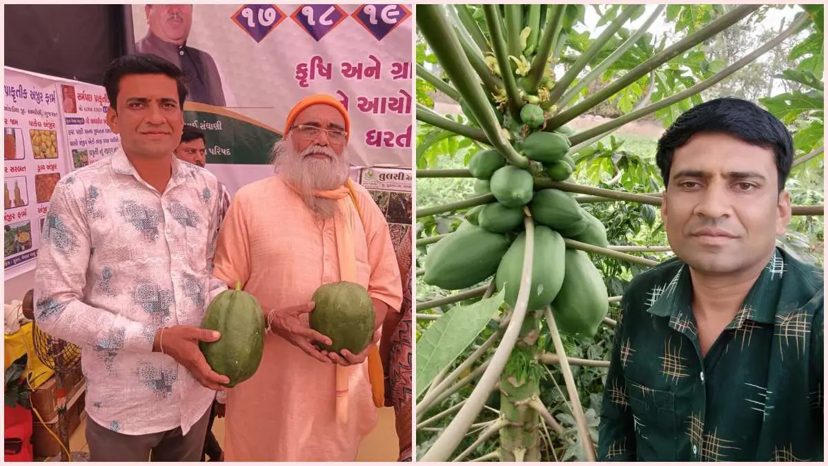 Agriculture: અમરેલીના રાંઢિયાગામના ખેડૂતે શરુ કરી પ્રાકૃતિક ખેતી, પપૈયાની ખેતી કરીને મેળવે છે અઢળક આવક