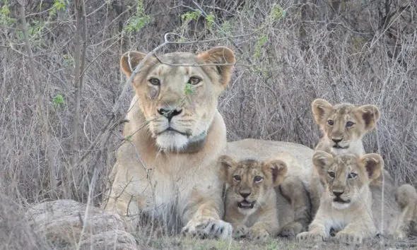 ગીરના રાજાની સુરક્ષા માટે વનવિભાગ સજ્જ: સિંહોના અકસ્માતે મોત બાદ હાઈવે પર સ્પીડ બ્રેકર અને રિફ્લેક્ટર લગાવવા આદેશ; હોટસ્પોટ વિસ્તારોનું થશે મોનિટરિંગ