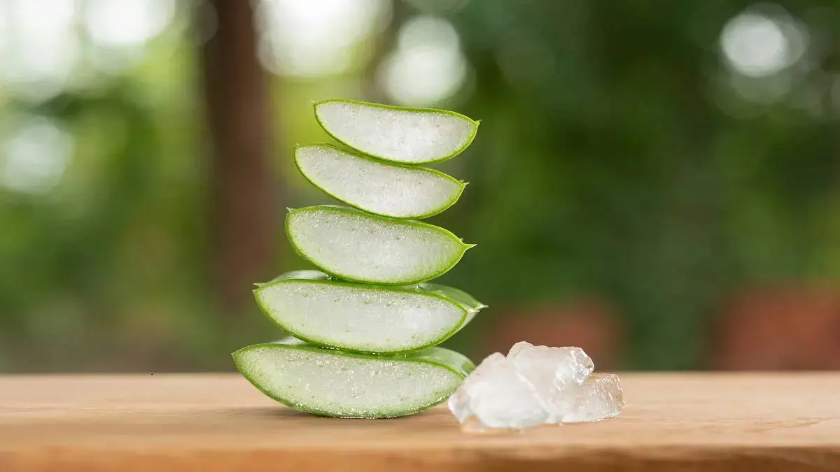 beauty-tips-in-gujarati-know-aloe-vera-skin-benefits-by-expert-589562