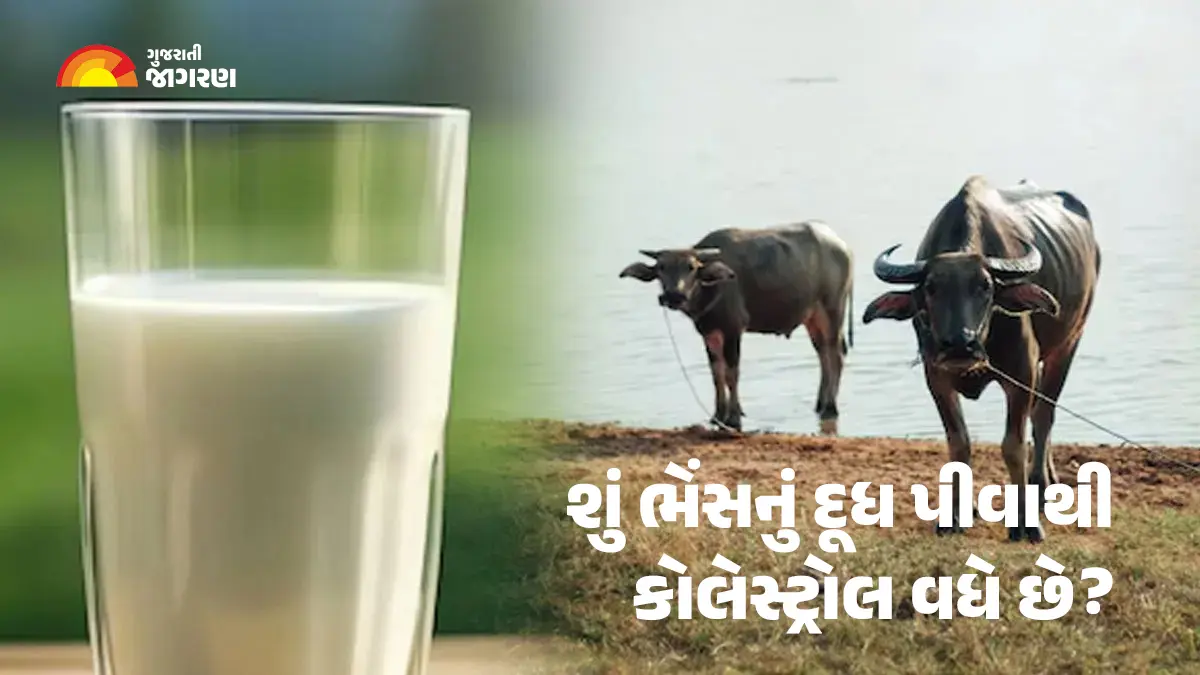 does-buffalo-milk-increase-cholesterol-592052
