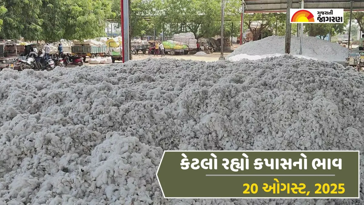 Cotton Price Today in Gujarat, August 20, 2025: જેતપુરમાં કપાસનો ઉંચો ભાવ 1700 રૂપિયા સુધી બોલાયો, જાણો 14 યાર્ડના ભાવ