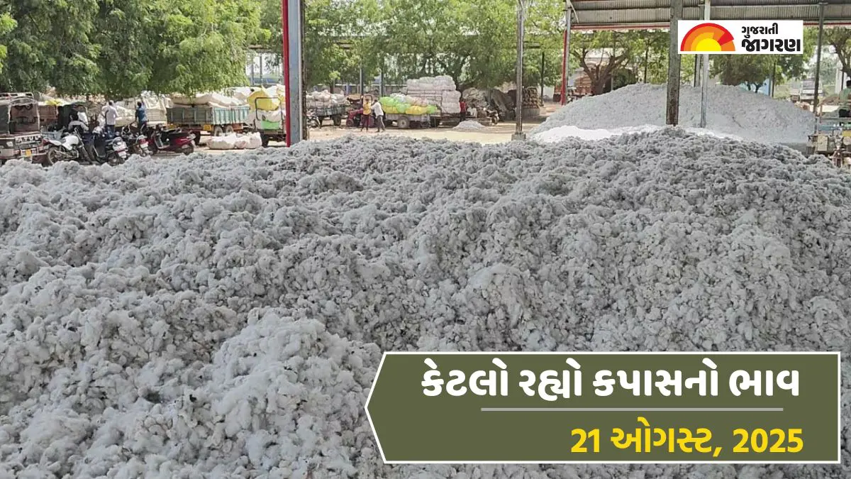 cotton-price-today-in-gujarat-august-21-2025-latest-kapas-market-prices-589465