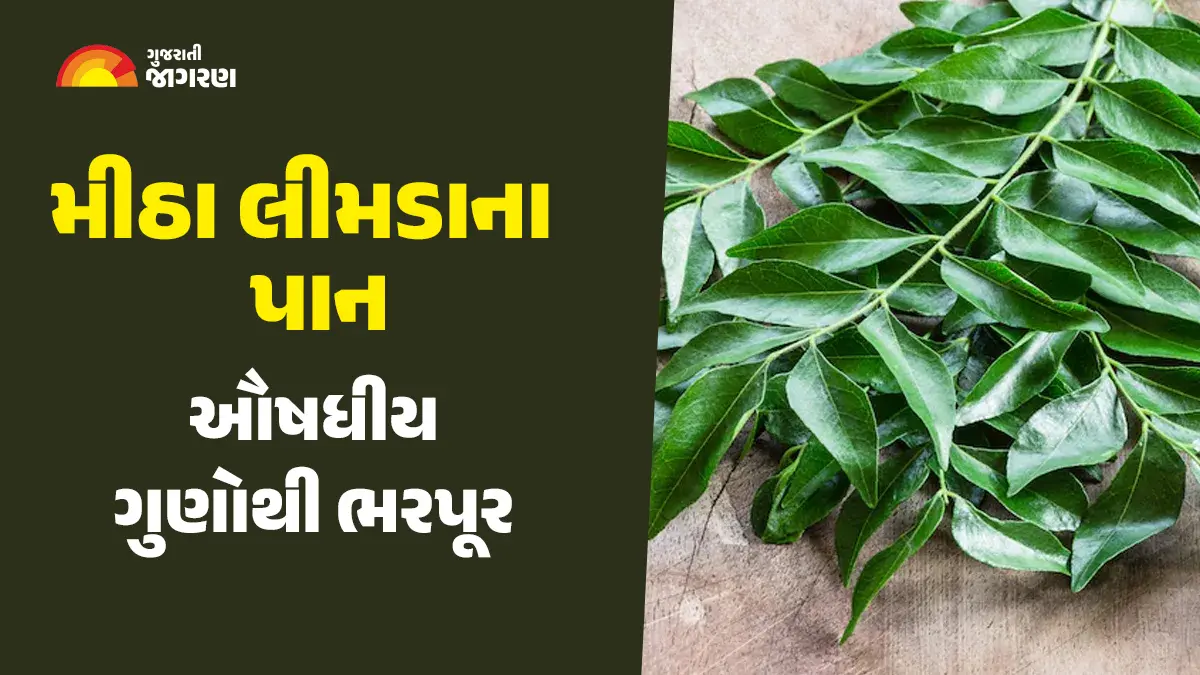 curry-leaves-kadi-patta-uses-benefits-and-side-effects-592023