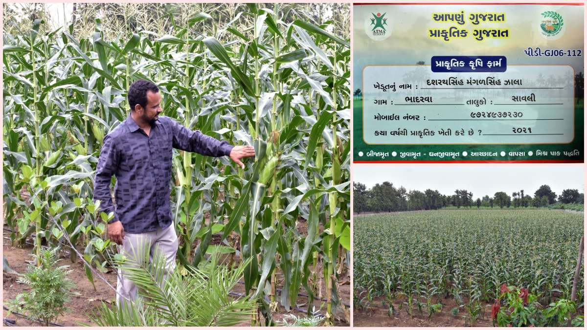 savli-farmer-dashrath-singh-jhala-earns-lakhs-annually-through-natural-farming-know-his-farming-method-580162