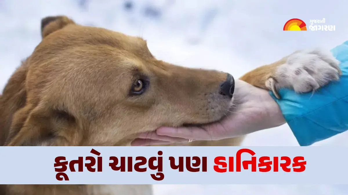 not-only-dog-bites-but-also-saliva-them-is-harmful-says-doctor-590711