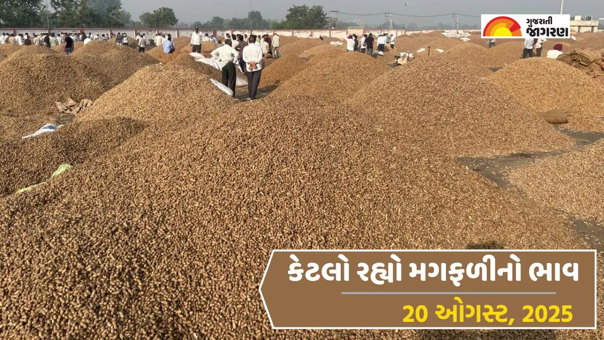 Groundnut Price Today in Gujarat, August 20, 2025: જામનગરમાં મગફળીનો ઉંચો ભાવ 1470 રૂપિયા સુધી બોલાયો, જાણો 14 યાર્ડના ભાવ