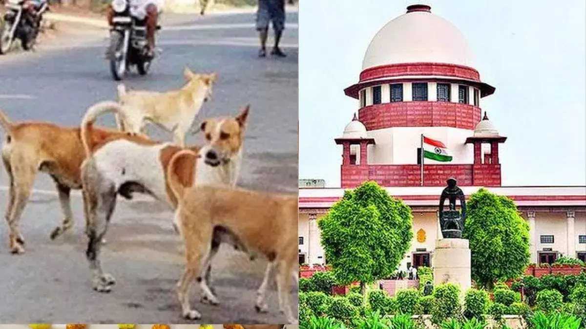 supreme-court-orders-on-stray-dogs-they-should-be-placed-in-shelters-within-eight-weeks-584147