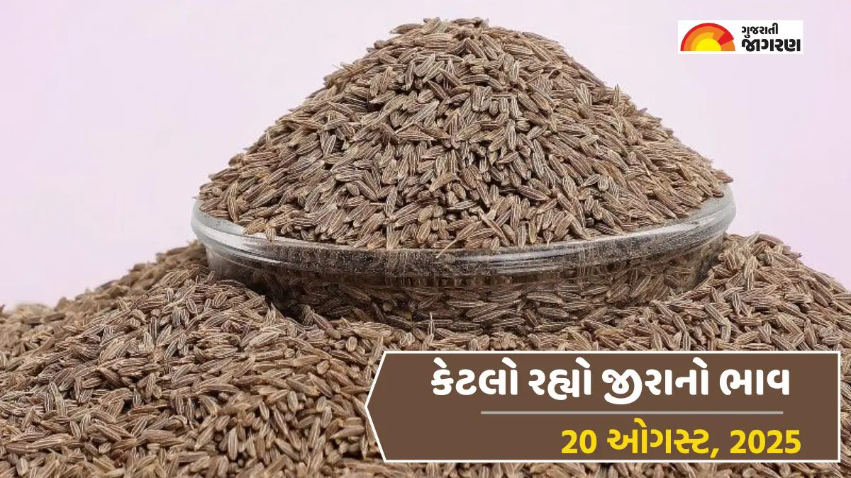 Jeera Price Today in Gujarat, August 20, 2025: રાજ્યમાં ઉંઝામાં જીરાનો સૌથી ઉંચો ભાવ 4100 રૂપિયા બોલાયો, જાણો 18 યાર્ડના ભાવ