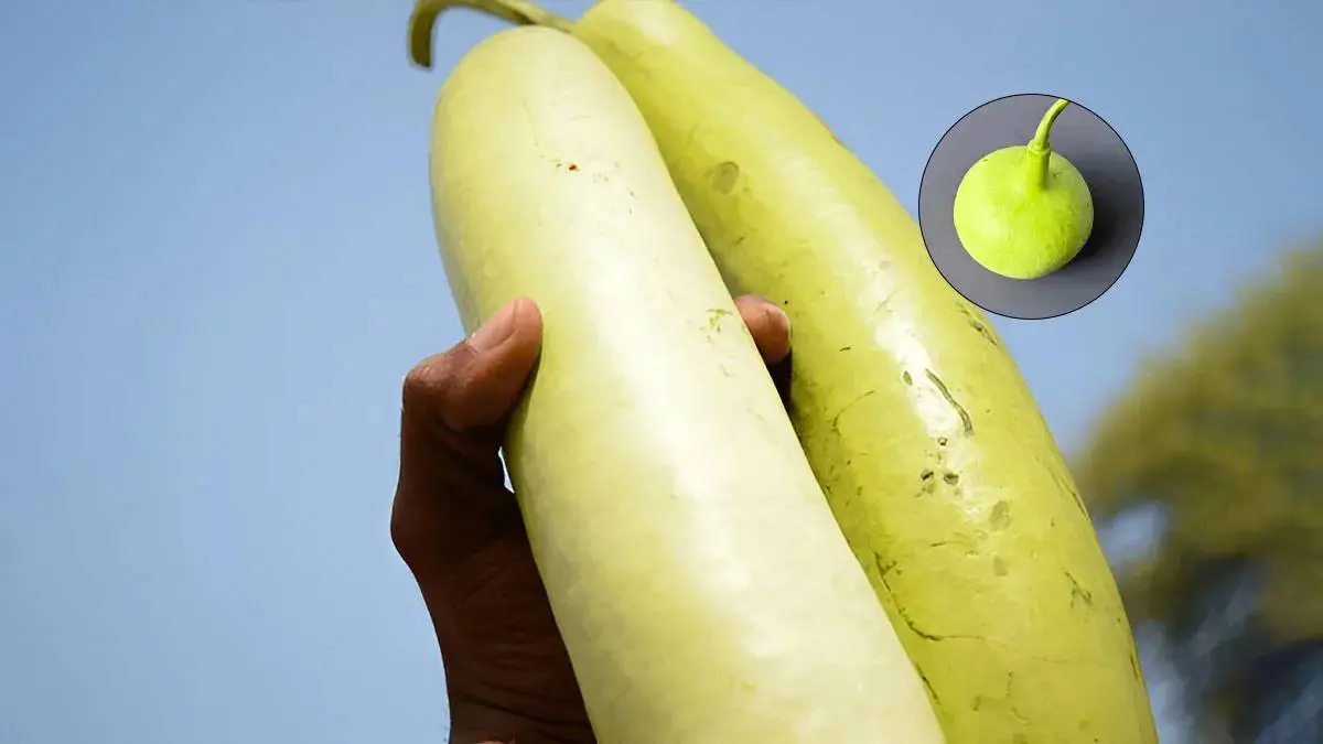 health-tips-in-gujarati-bottle-gourd-nutritional-value-590214