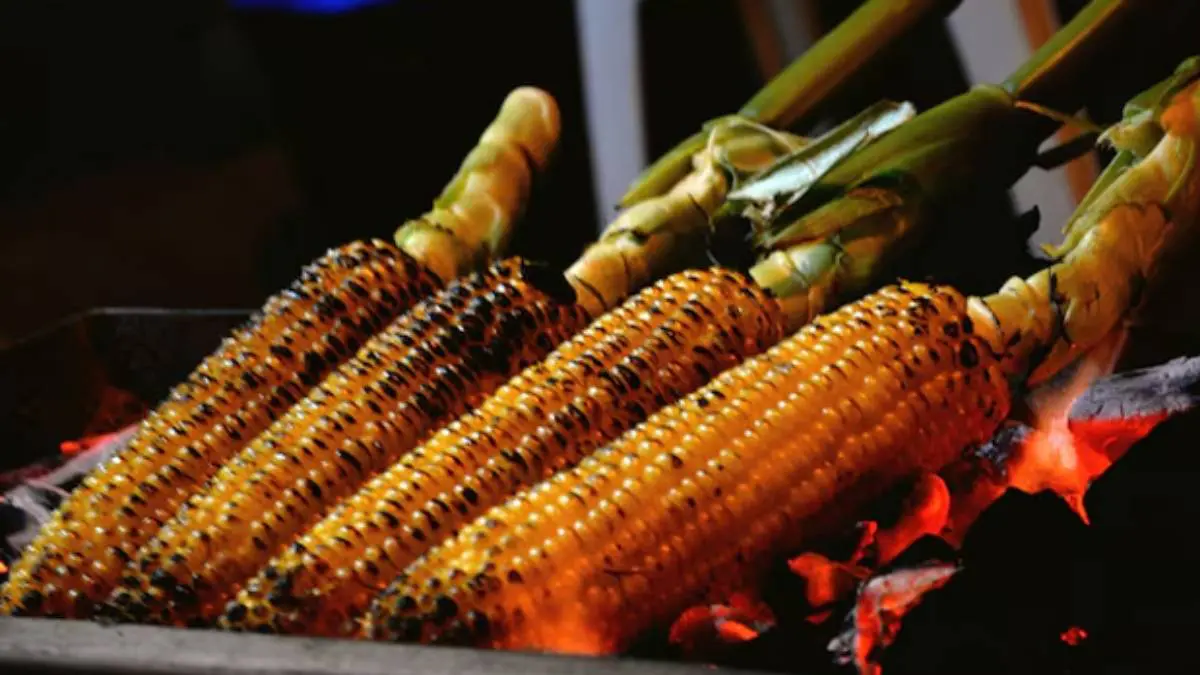 health-tips-in-gujarati-eating-roasted-corn-benefits-eating-corn-in-monsoon-581178