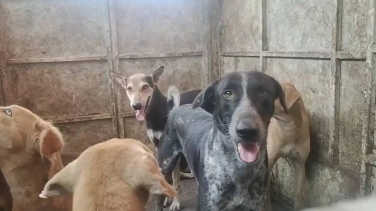panchmahal-news-stray-dogs-bite-11-in-last-24-hours-at-godhara-648902