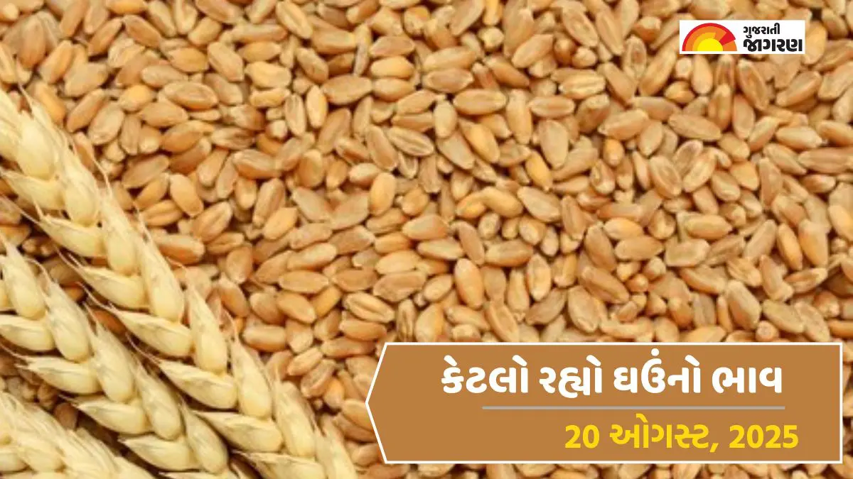 Wheat Price Today in Gujarat, August 20, 2025: જંબુસરમાં લોકવન ઘઉંનો ઉંચો ભાવ 640 રૂપિયા સુધી બોલાયો, જાણો અન્ય યાર્ડના ભાવ