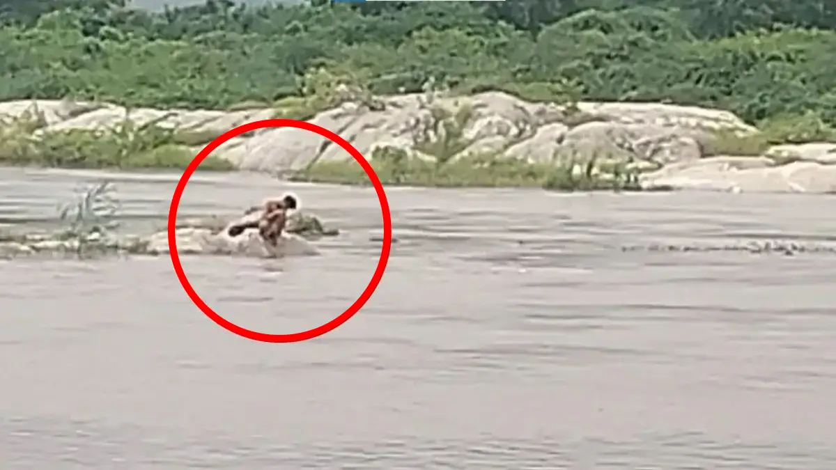 banaskantha-rain-sdrf-rescues-youth-trapped-for-16-hours-in-banas-river-at-great-risk-598854