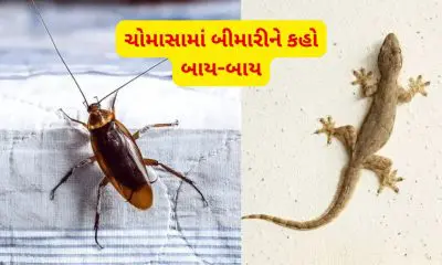 Cleaning Hacks: ઘરના ખૂણે-ખૂણાથી વંદા અને ગરોળી એની મેળે જ બહાર નીકળી ભાગી જશે, બસ પાણીમાં આ વસ્તુ ઉમેરી પોતું મારી જુઓ કમાલ