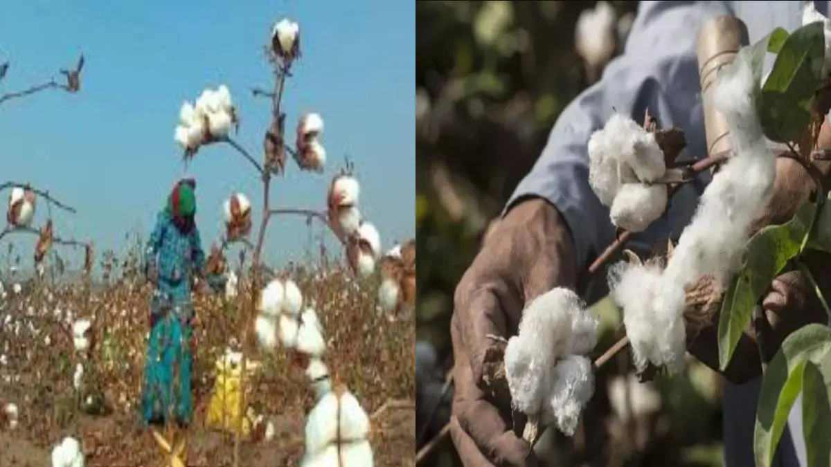 centre-opens-record-cotton-procurement-center-to-support-farmers-at-msp-596655