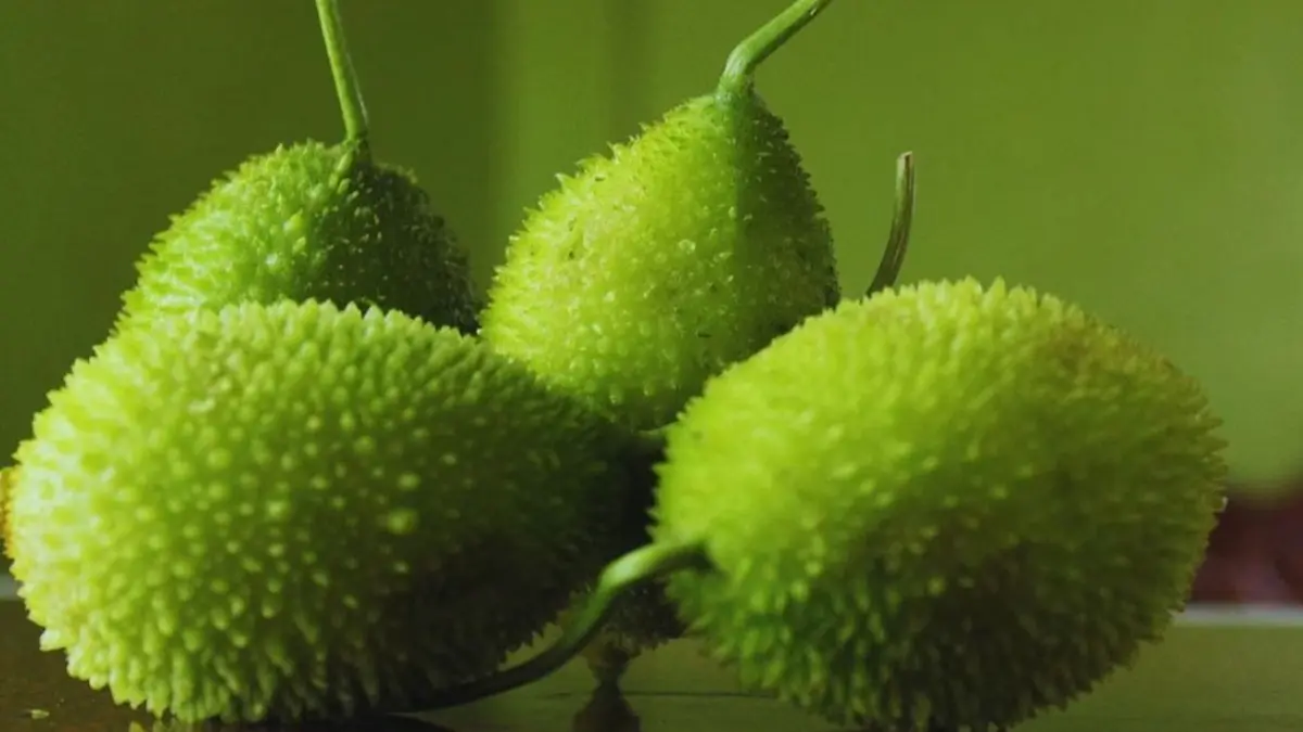 kakoda-spiny-gourd-farming-profit-high-demand-598149