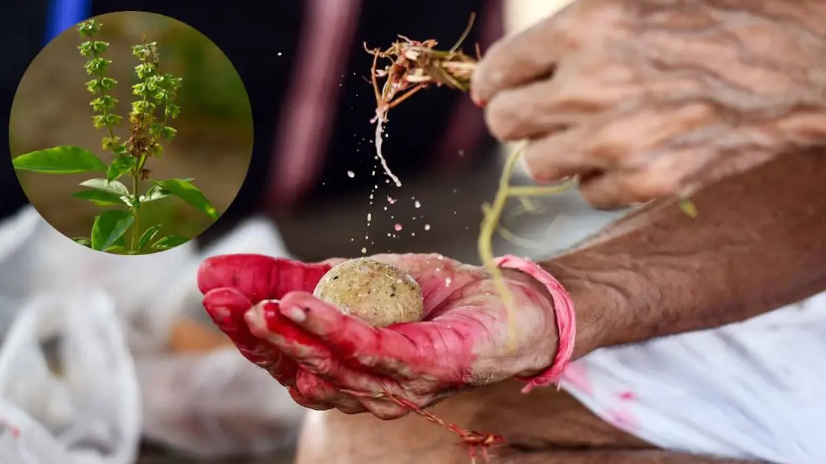 should-we-worship-tulsi-during-pitru-paksha-602276