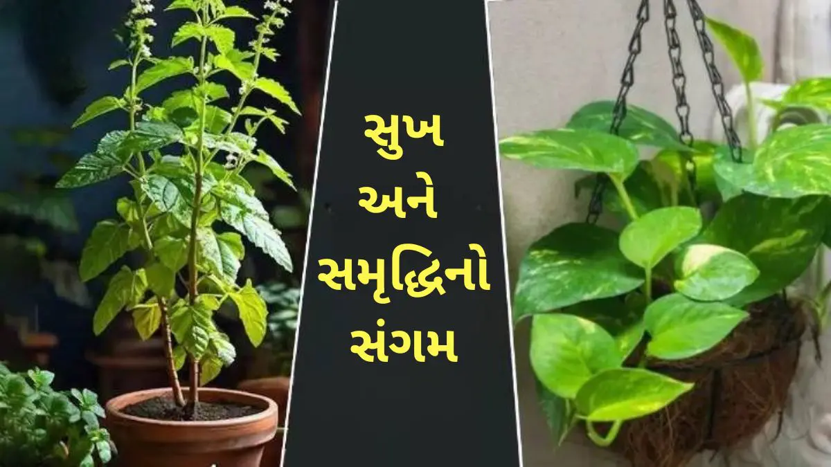 vastu-tips-in-gujarati-for-tulsi-money-plant-kept-together-602747
