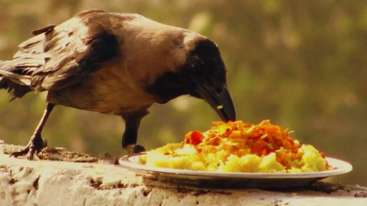 crow-importance-during-pitru-paksha-shraddh-2025-600613