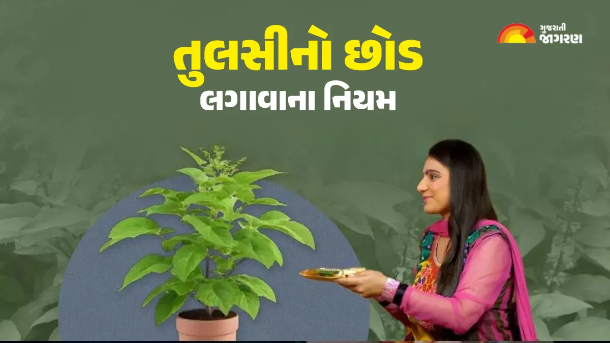 તુલસીના નિયમ: આ દિશામાં તુલસીનો છોડ લગાવો, જીવનમાં ખોરાક અને પૈસાની કમી નહીં રહે