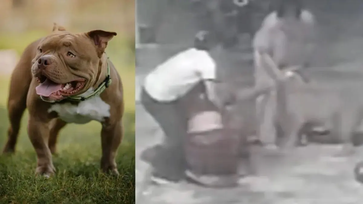 up-news-pitbull-attacks-woman-who-went-to-friends-house-holds-her-in-its-jaws-for-5-minutes-video-goes-viral-598200