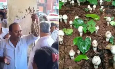 Tapi News: વરસાદી મશરૂમે ખેડૂતોને ખુશ કરી દીધા, વ્યારા માર્કેટયાર્ડમાં 20 કિલોનો વિક્રમી 22 હજાર રૂપિયા ભાવ બોલાયો