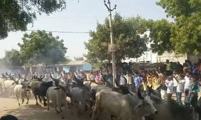 Surendranagar: ધામા ગામમાં બેસતા વર્ષે ફટાકડા ફોડીને ગાયો દોડાવવાની પરંપરા, વિધિ બાદ રજ માથે ચડાવી નવા વર્ષના શુકન લેવાય
