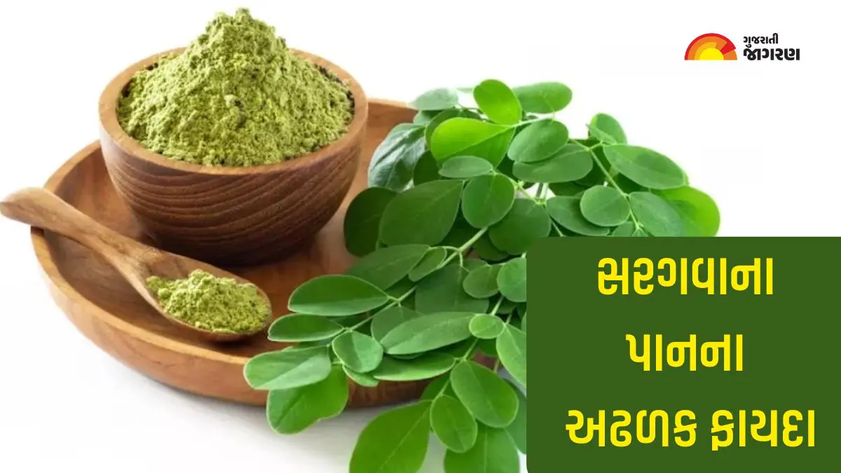 moringa-leaves-benefits-651855