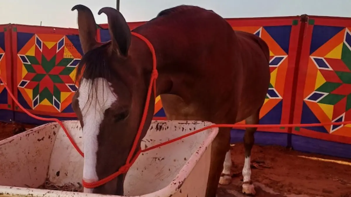 Pushkar Fair 2025: પુષ્કર મેળામાં 1 કરોડની ઘોડી 'નગીના' બની આકર્ષણનું કેન્દ્ર, એક ઝલક માટે લોકોની ઉમટી ભીડ