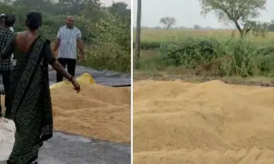 Bharuch News: અંકલેશ્વર-હાંસોટ કમોસમી વરસાદે ખેડૂતોની મહેનત બગાડી, લાખો મણ ડાંગરનો પાક પલળી જતા ખેડૂતોને આર્થિક આફત