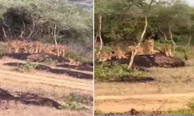 Gujarat Lion Video: બરડા જંગલ સફારીમાં એકસાથે 11 સિંહો જોવા મળ્યા, પોરબંદરના પર્યટનને નવી દિશા મળી