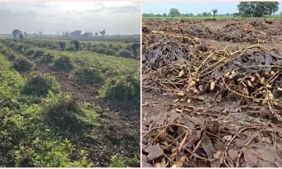 Unseasonal Rain: સૌરાષ્ટ્રમાં કમોસમી વરસાદના કારણે મગફળીના પાકને મોટું નુકસાન, ખેડૂતોમાં ચિંતાનું મોજુ ફરી વળ્યું