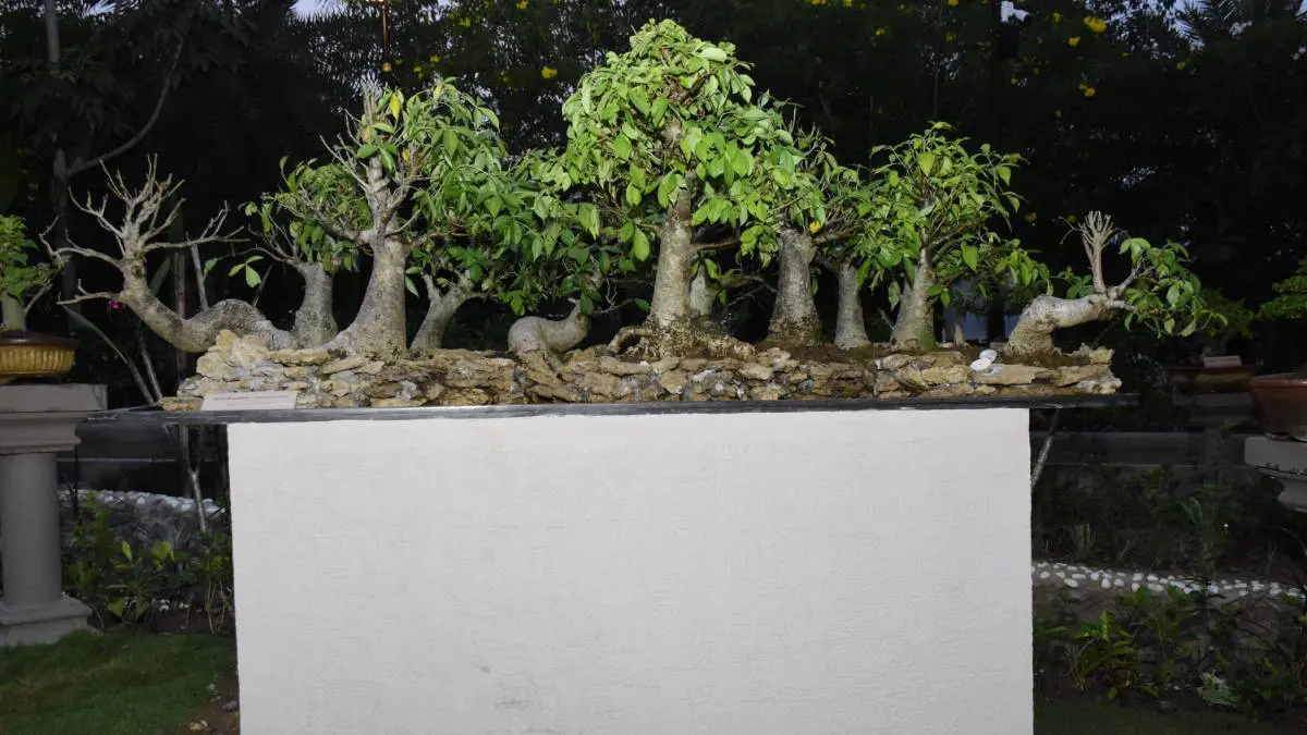 narmada-news-special-story-on-vaman-vriksha-vatika-bonsai-garden-at-ektanagar-647262