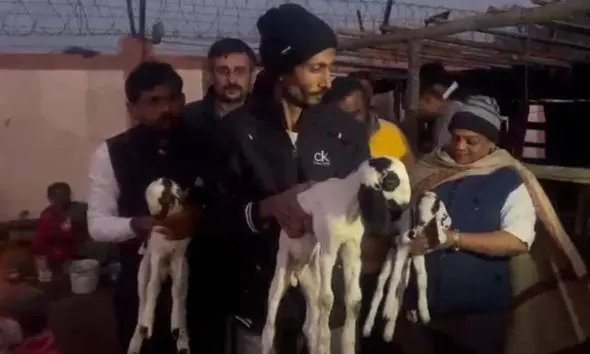 Rajkot: બીમાર પુત્રને સાજો કરવા માતાજીના માંડવામાં 6 બકરાની બલી ચડાવી, જીવદયાની ટીમ ત્રાટકતાં જ ભૂવા સહિત આયોજકો ઉભી પૂંછડીએ ભાગ્યા