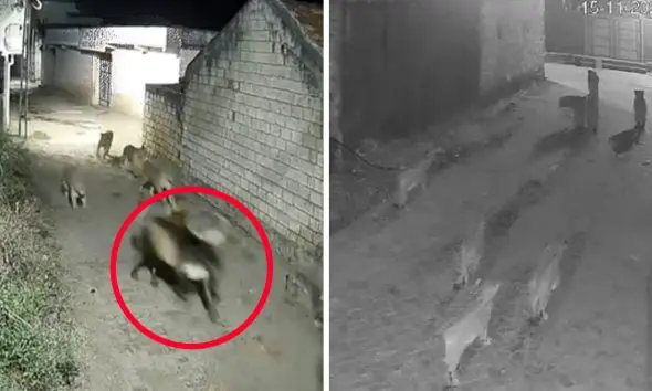 Amreli: રાજુલાના મોટા આગરિયા ગામમાં 5 સિંહોની શેરીઓમાં શિકાર માટે દોડધામ, વાછરડી સહિત બે પશુઓનો શિકાર કર્યો