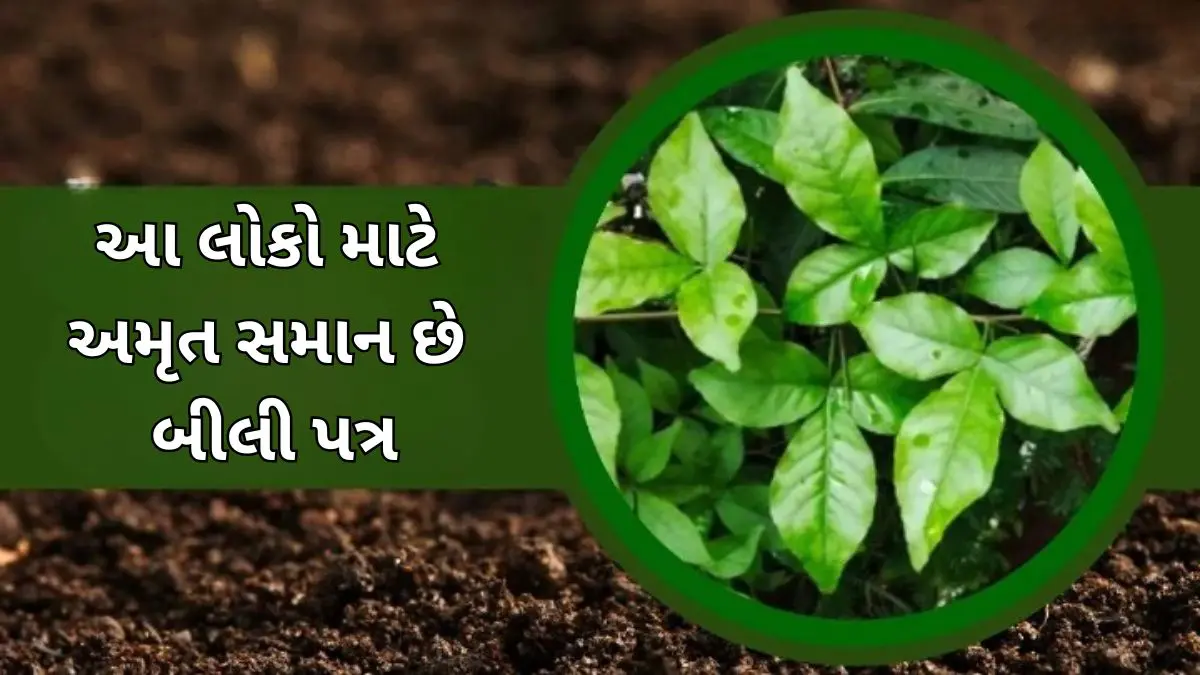 bael-leaves-benefits-in-gujarati-ayurvedic-remedies-for-digestion-natural-kidney-liver-detox-633616