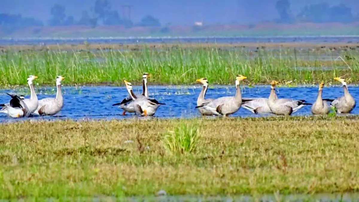 ડભોઇ વઢવાણા તળાવ ખાતે શિયાળાની ઋતુ શરૂ થતા, વિદેશના 80 થી વધુ જાતિના યાયાવર પક્ષીઓનું આગમન થયું