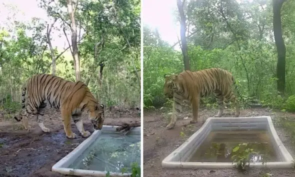 ગુજરાતમાં વાઘનું 'કાયમી' નિવાસ!: રતનમહાલમાં 9 મહિનાથી વસવાટ, અર્જુન મોઢવાડીયાએ શેર કરી તસવીરો