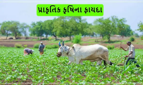 Agriculture: પ્રાકૃતિક કૃષિ કુદરતી આફતો સામે ખેડૂતોનું 'જીવનરક્ષક કવચ' સાબિત થઇ રહ્યું છે