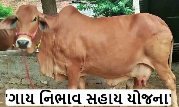 Gay Sahay Yojana Gujarat 2025: 'ગાય નિભાવ સહાય યોજના' ના ફોર્મ કેવી રીતે ભરવા, જાણો A ટુ Z માહિતી