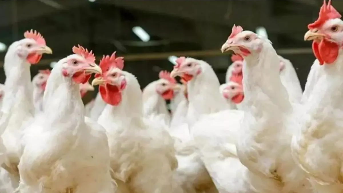 h5n5-bird-flu-case-in-america-expert-warns-of-pandemic-potential-638886