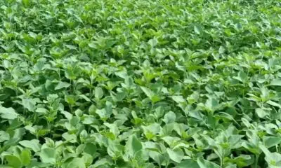 પ્રાકૃતિક ખેતીથી પાલક ઉગાડવાની રીતઃ જમીન કેવી રીતે તૈયાર કરશો? પ્રાકૃતિક ઉપાયો