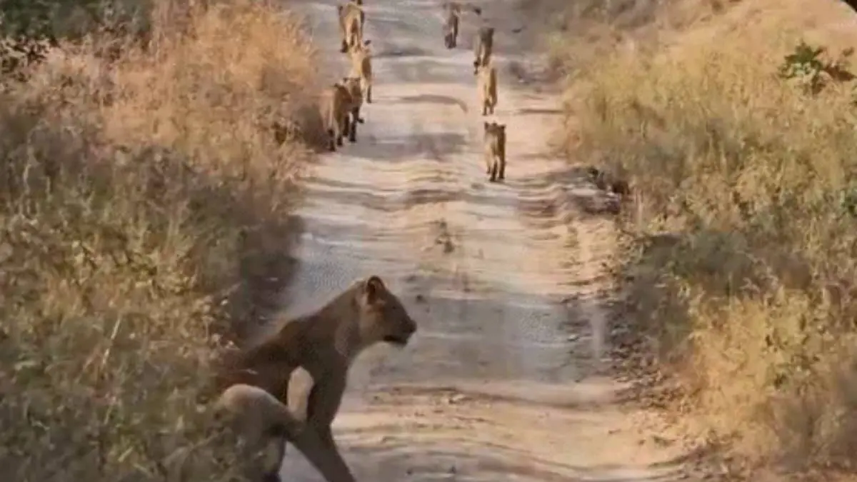junagadh-news-11-asiatic-lion-group-video-goes-viral-on-safari-route-at-gir-644355