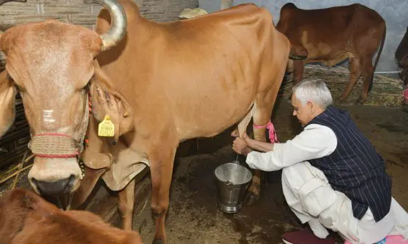 Tapi: રાજ્યપાલ આચાર્ય દેવવ્રતજીએ તાપી જિલ્લાના માણેકપુર ગામે સ્વયં ગાય દોહી