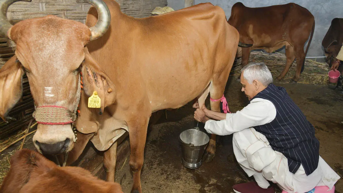 Tapi: રાજ્યપાલ આચાર્ય દેવવ્રતજીએ તાપી જિલ્લાના માણેકપુર ગામે સ્વયં ગાય દોહી