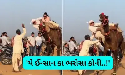 VIRAL VIDEO: પુષ્કરના મેળામાં કપલને ઊંટની સવારી ભારે પડી, ઊંટ ઉભુ થતાં જ ઉપર બેઠેલા પતિ-પત્ની વારાફરતી ઊંધા માથે નીચે પટકાયા