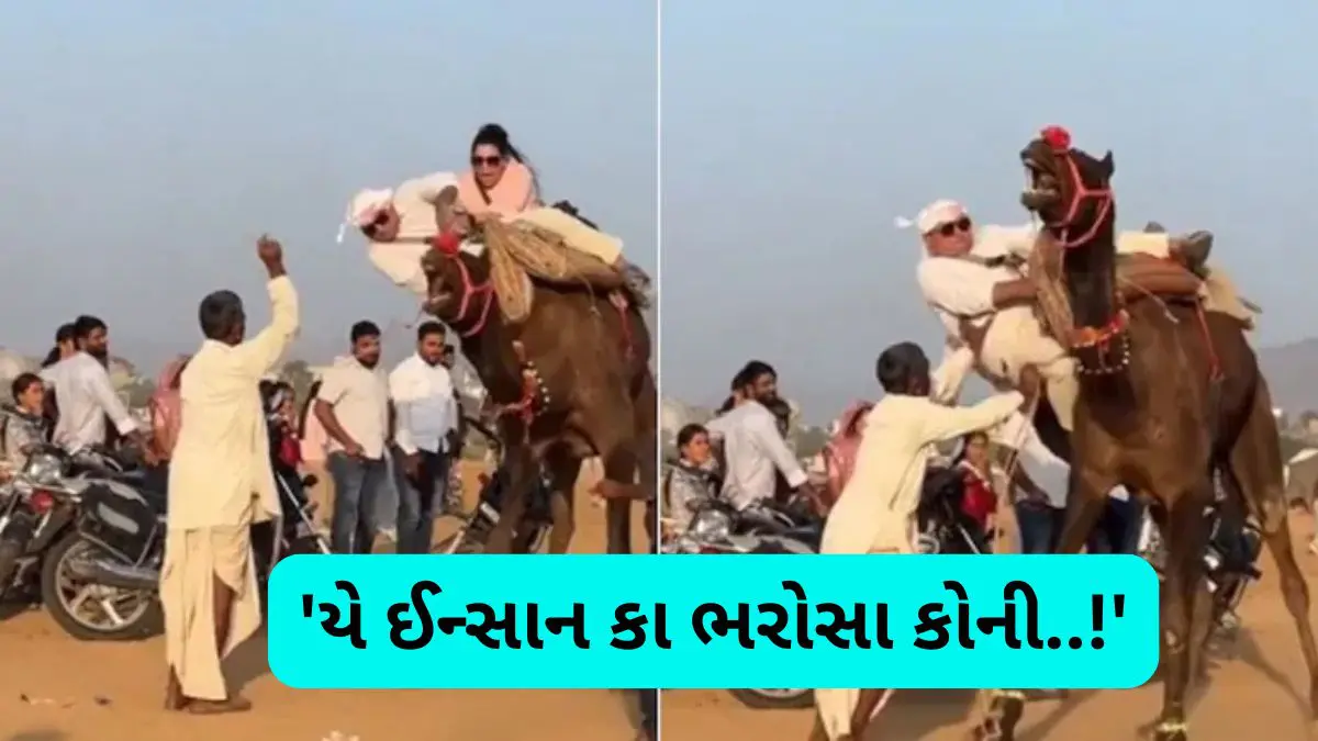 tourist-couple-falls-from-camel-fair-in-pushkar-video-goes-viral-633633