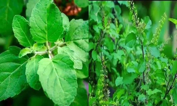 Basil Benefits: તુલસીના પાંદડા તમને ડોક્ટરથી હંમેશા દૂર રાખશે, તમારા ઘરના આંગણે છે ઔષધિનો ભંડાર