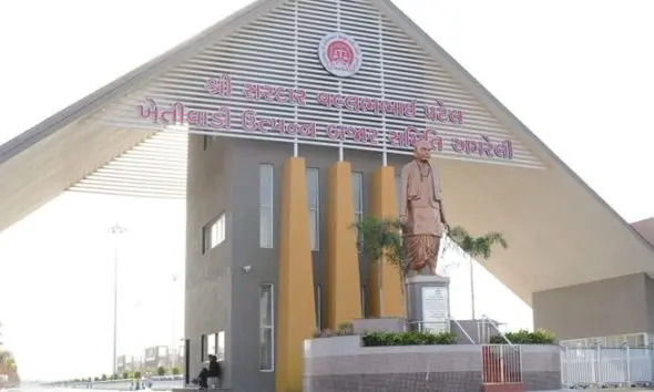 Amreli Market Yard Bhav Today 06 November 2025: અમરેલી માર્કેટ યાર્ડમાં કપાસ, જીરૂ અને ઘઉં સહિતની જણસીના જાણો શું રહ્યા આજના બજાર ભાવ